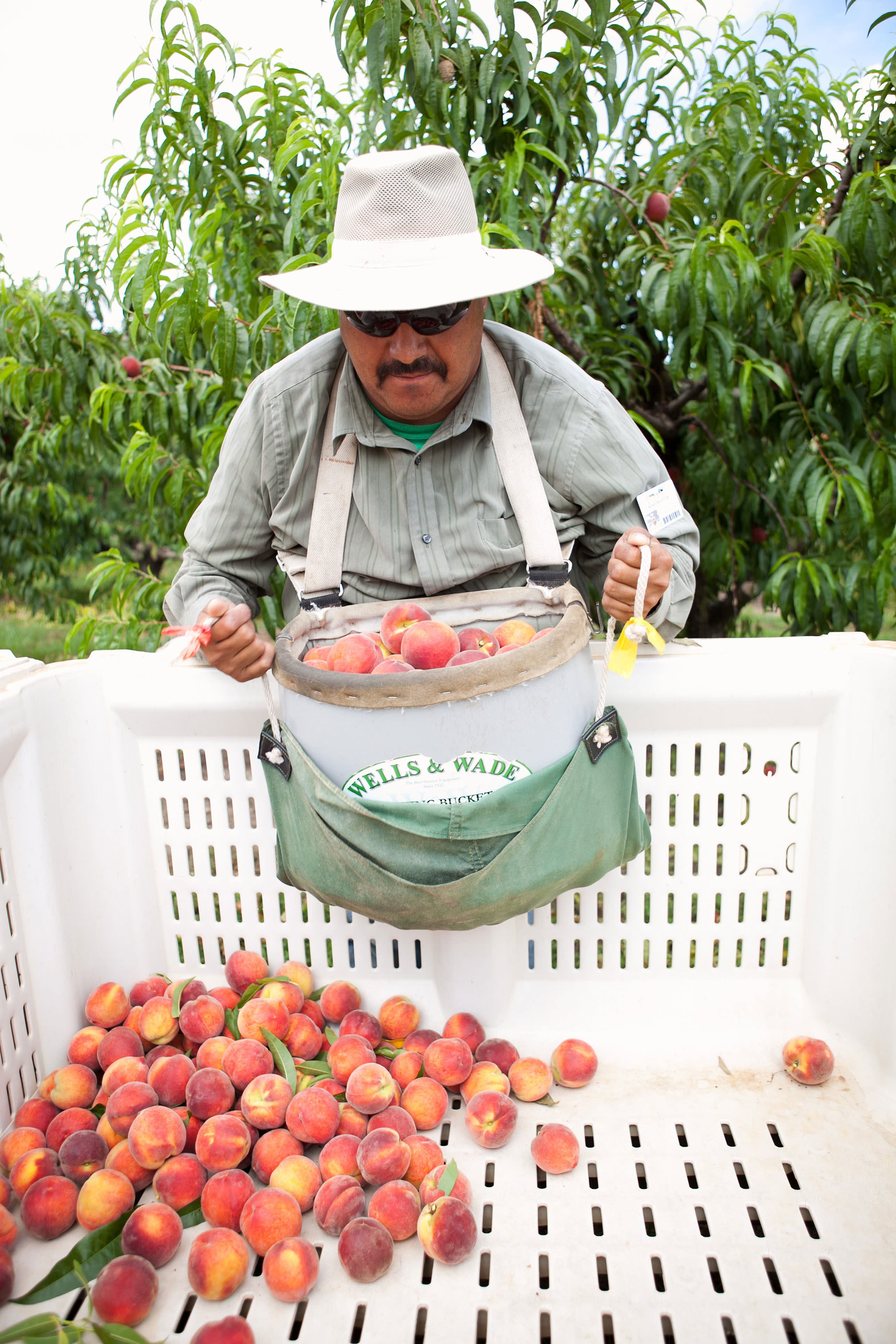 How a Peach Gets Picked Kitchn