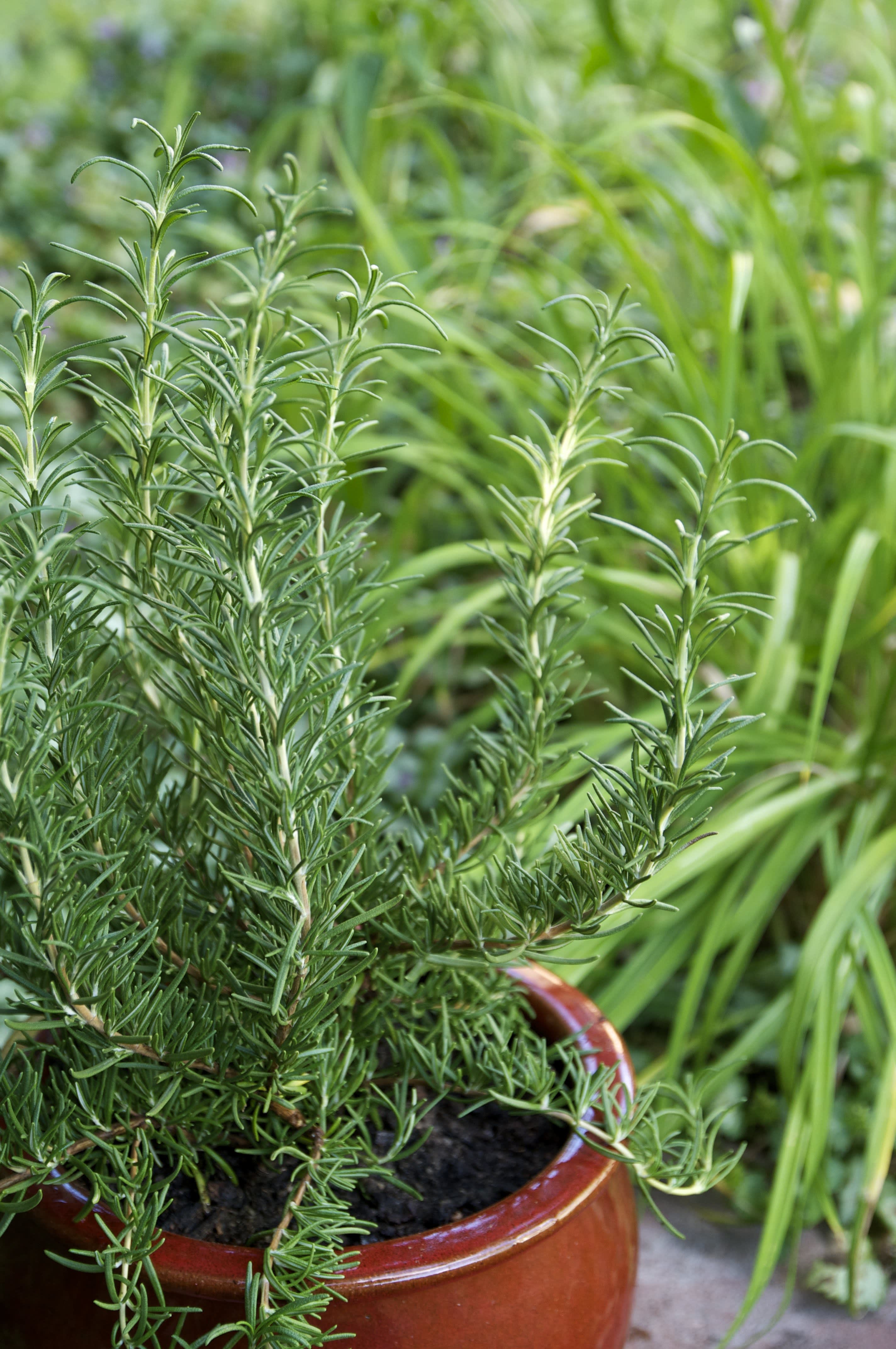 Everything You Need to Know About Growing Rosemary  Kitchn