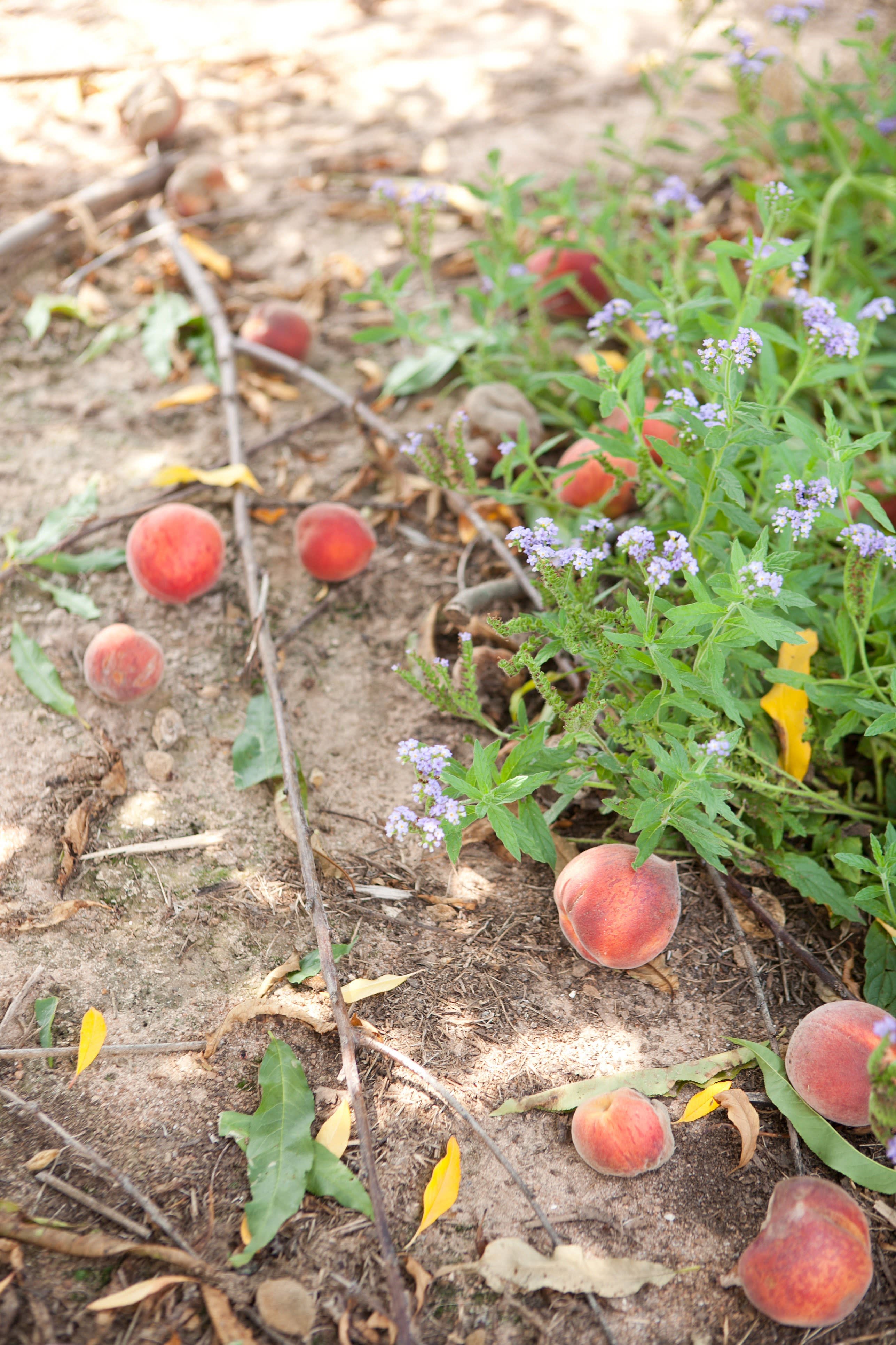 How a Peach Gets Picked Kitchn