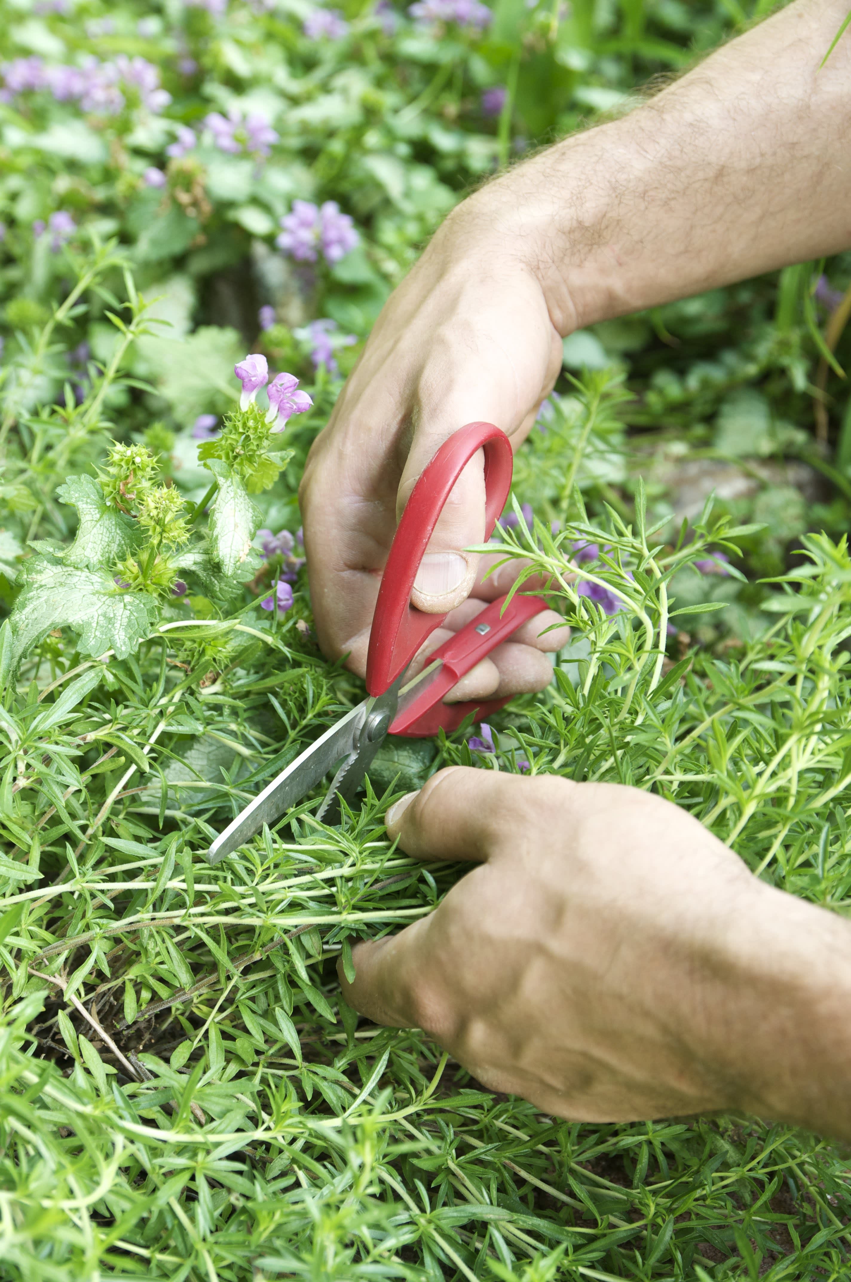Everything You Need to Know About Growing Thyme | Kitchn