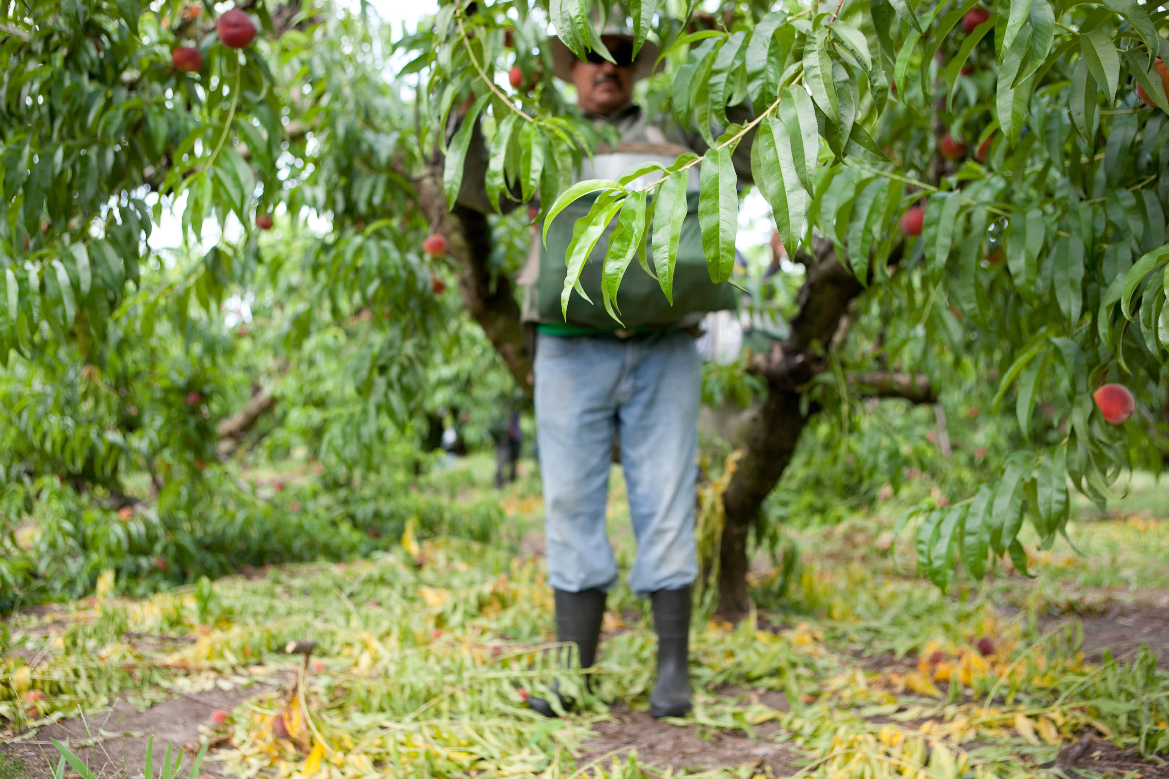 How a Peach Gets Picked Kitchn