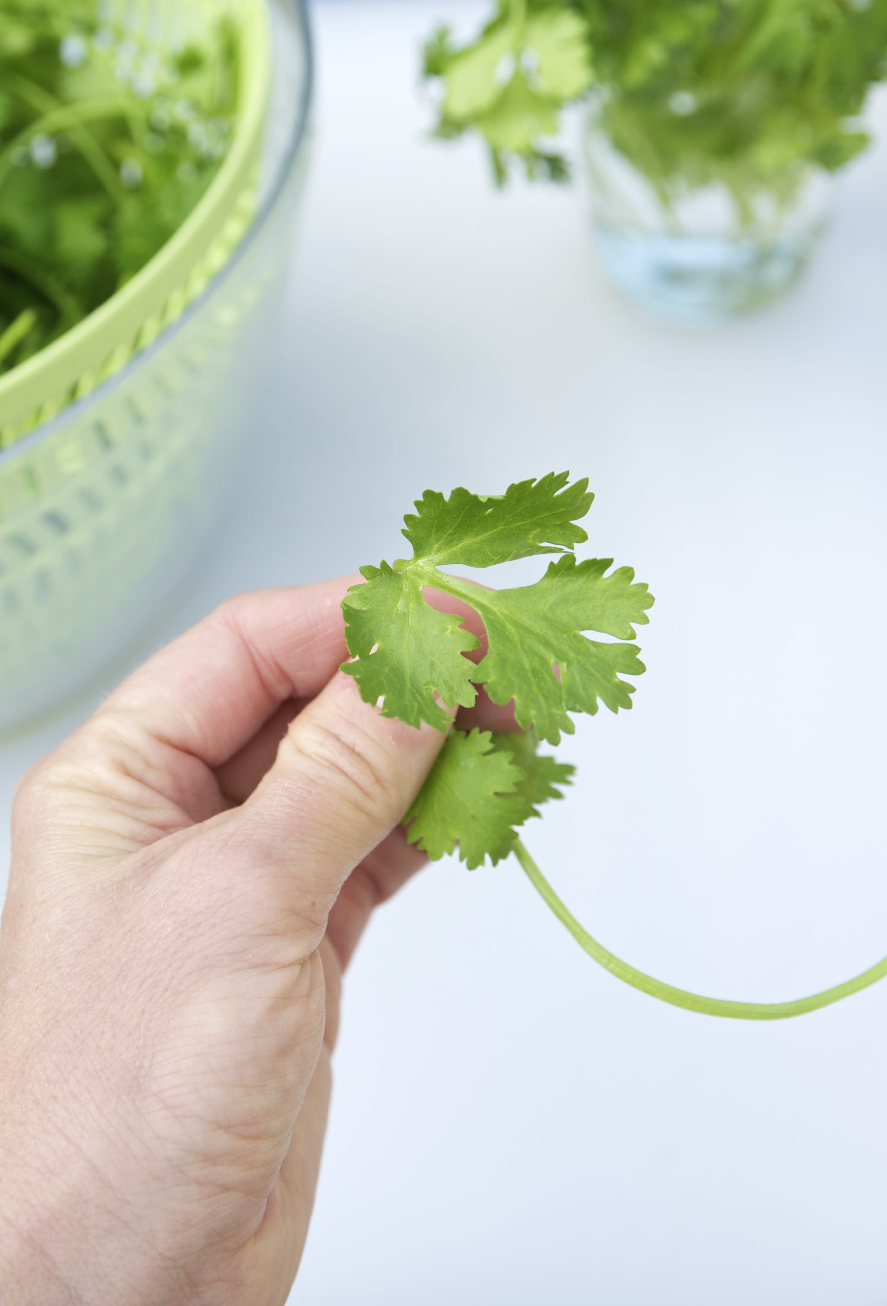 Everything You Need to Know About Growing Cilantro Kitchn