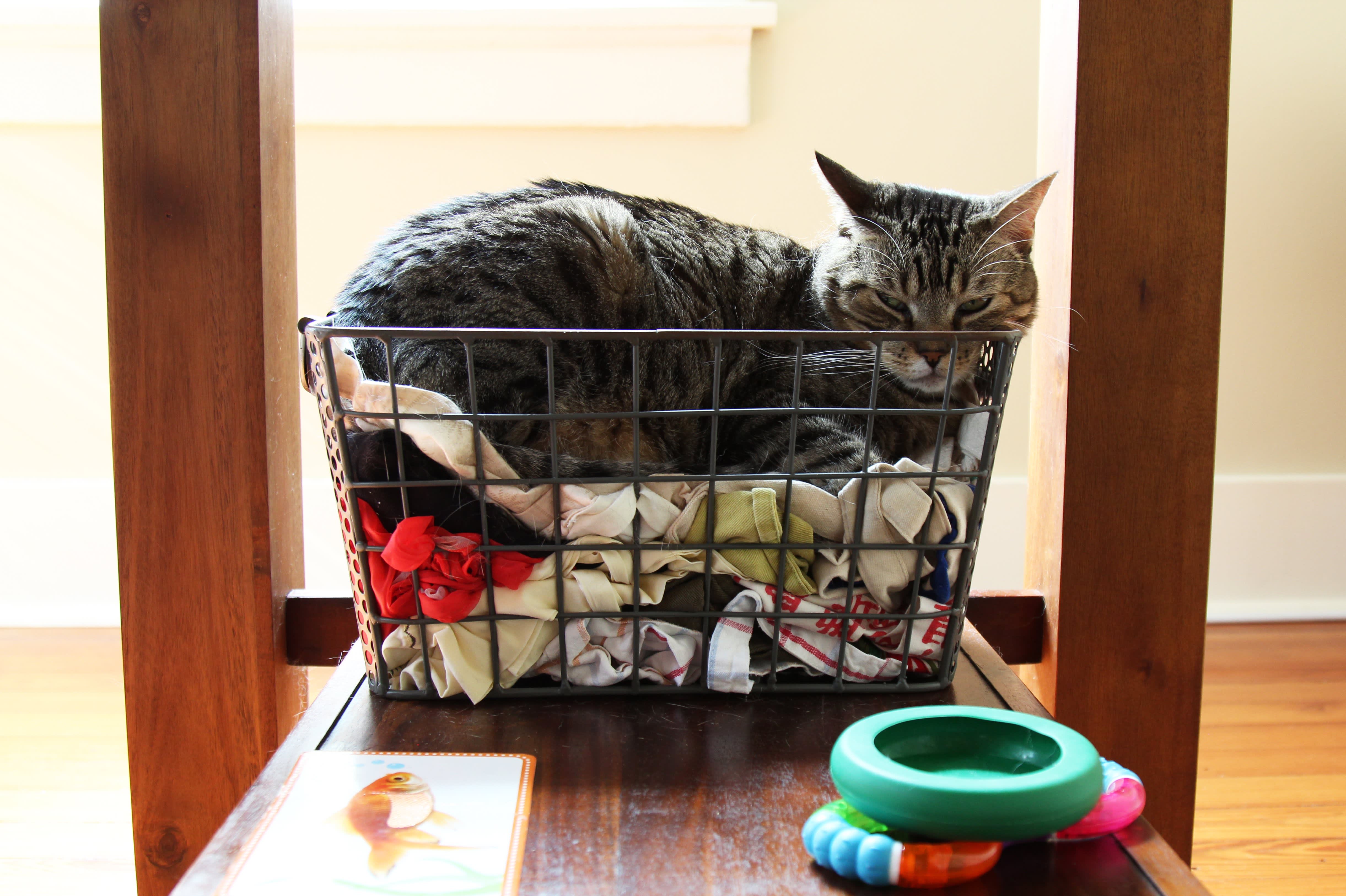 6 Weird Things My Cat Does in the Kitchen, as Explained by My Cat Kitchn