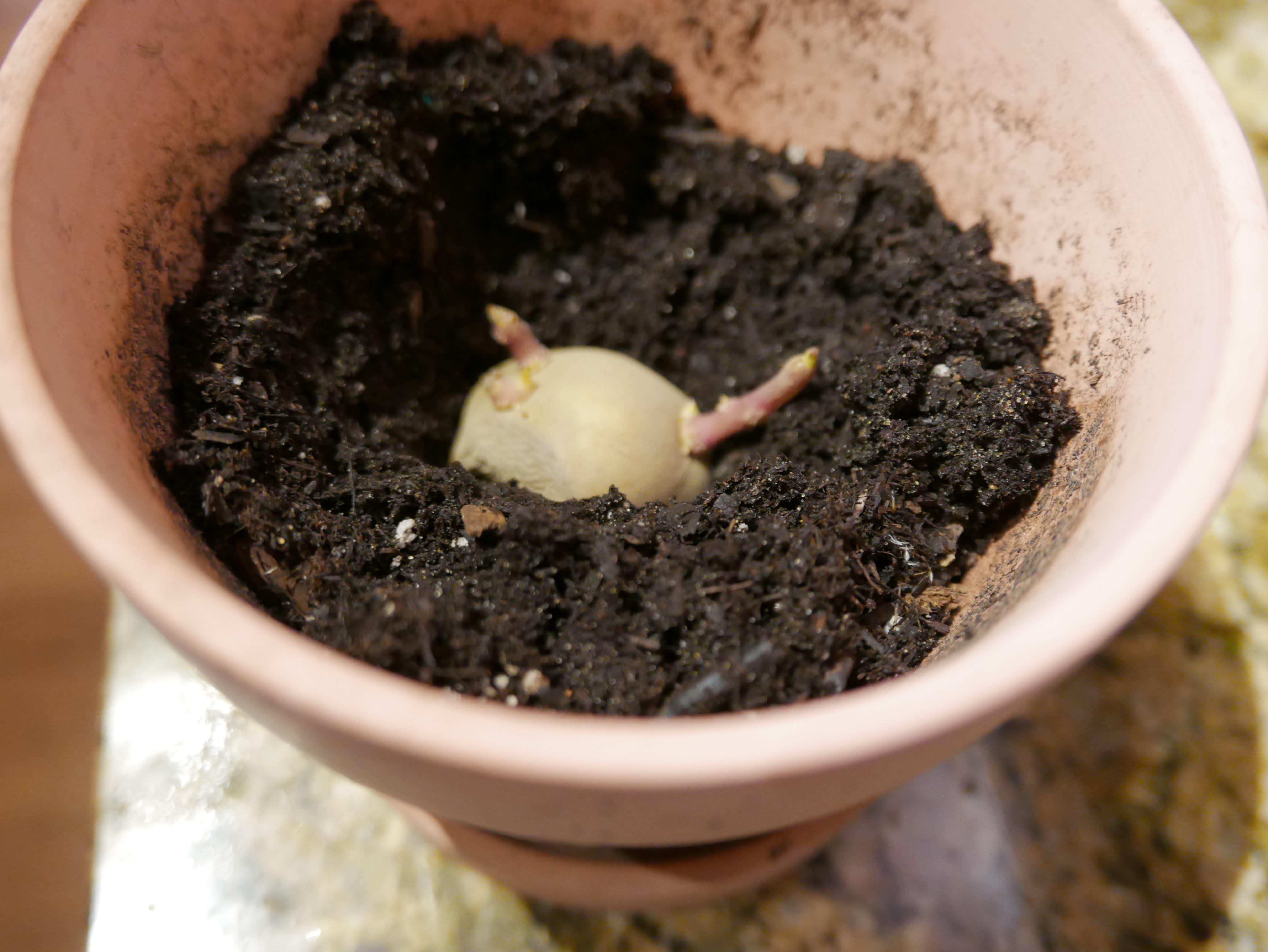 The Top 5 Kitchen Scraps To Turn Into Plants Kitchn