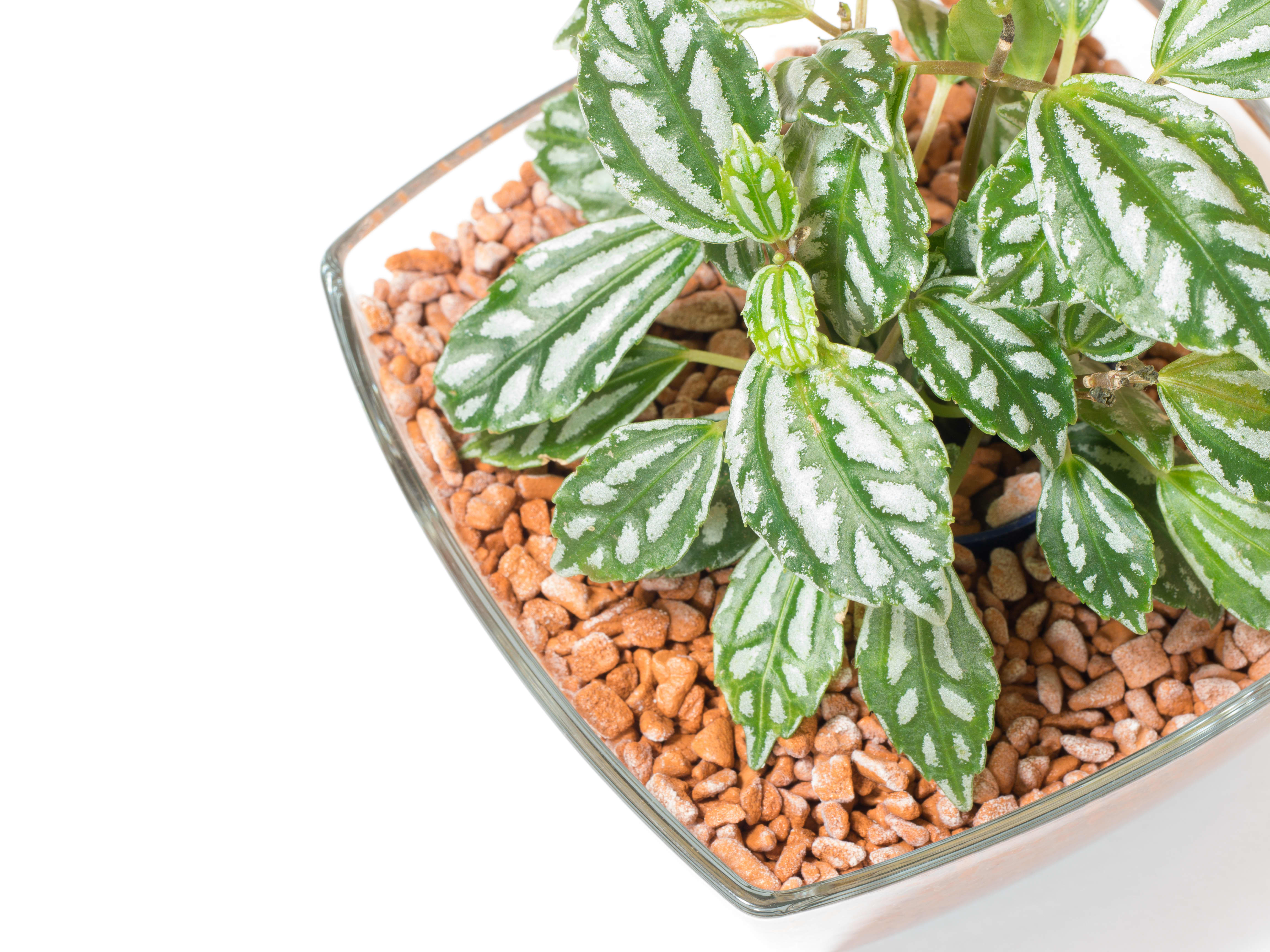 8 of the Best House Plants for the Kitchen Kitchn