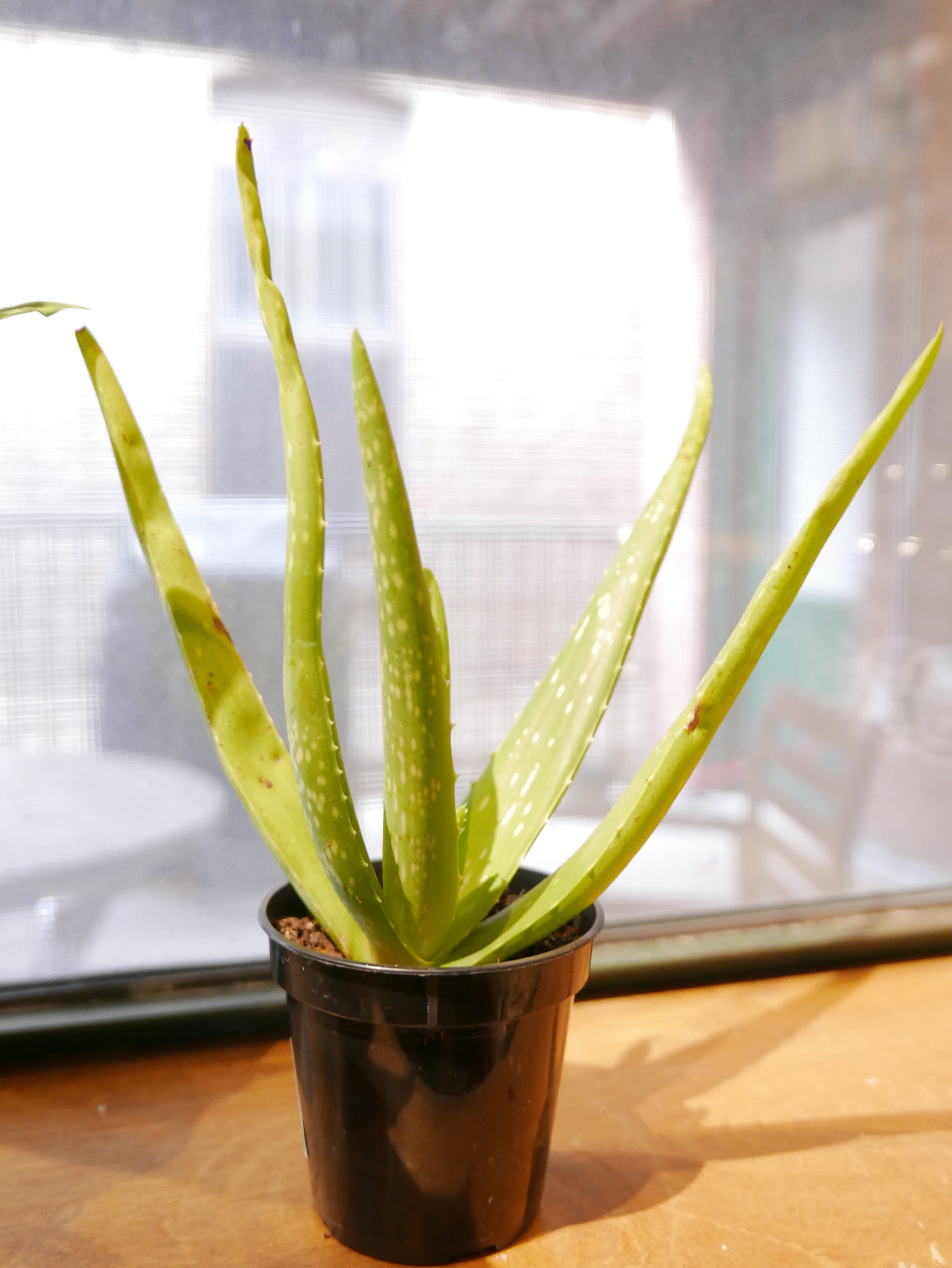 8 of the Best House Plants for the Kitchen Kitchn