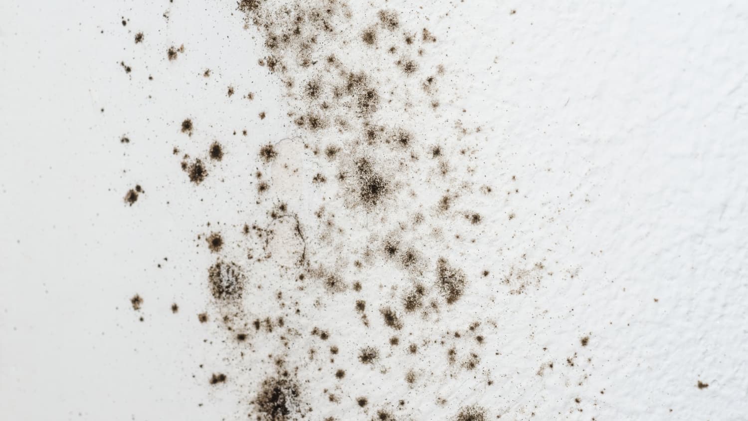 Black Mold Symptoms How To Get Rid Of Black Mold