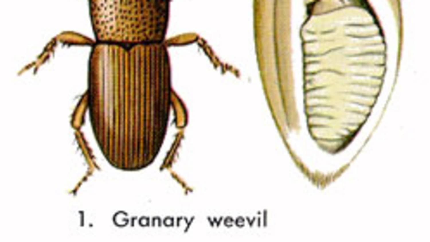 How To Prevent Get Rid Of Grain Weevils Kitchn