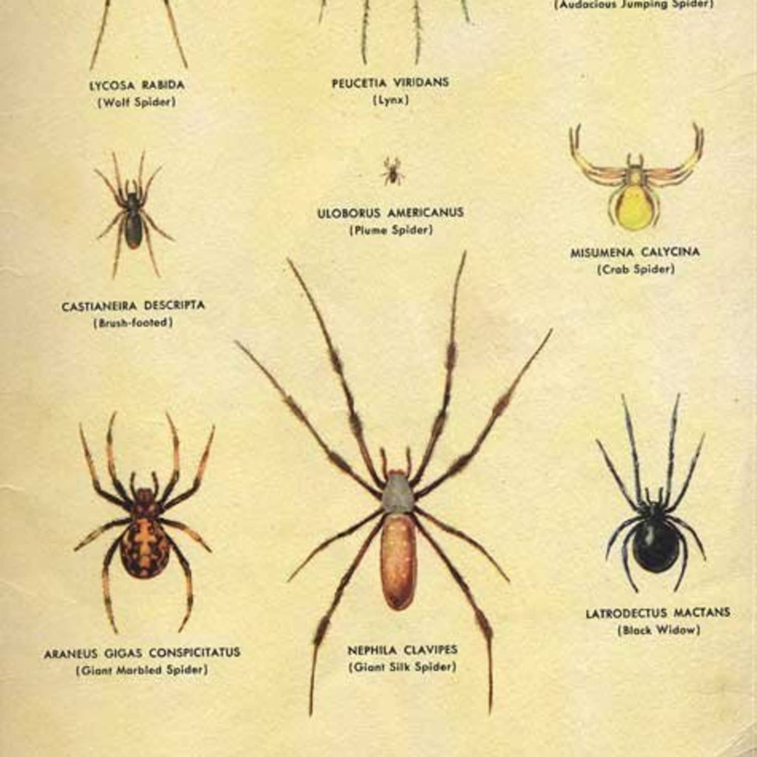 Terribly Helpful How To Identify Household Pests Apartment Therapy