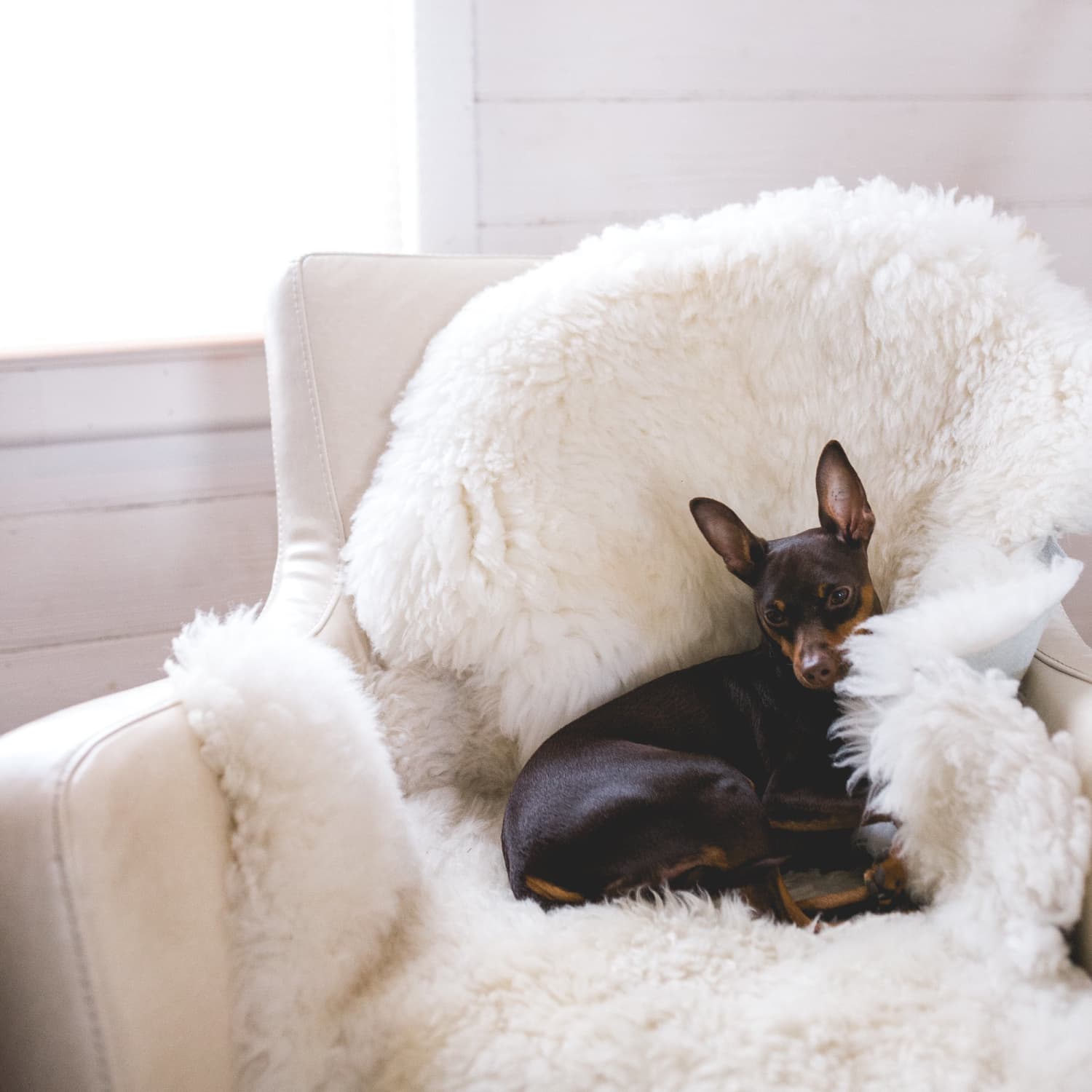 How To Love Living With Your Pets Even More Than You Already Do