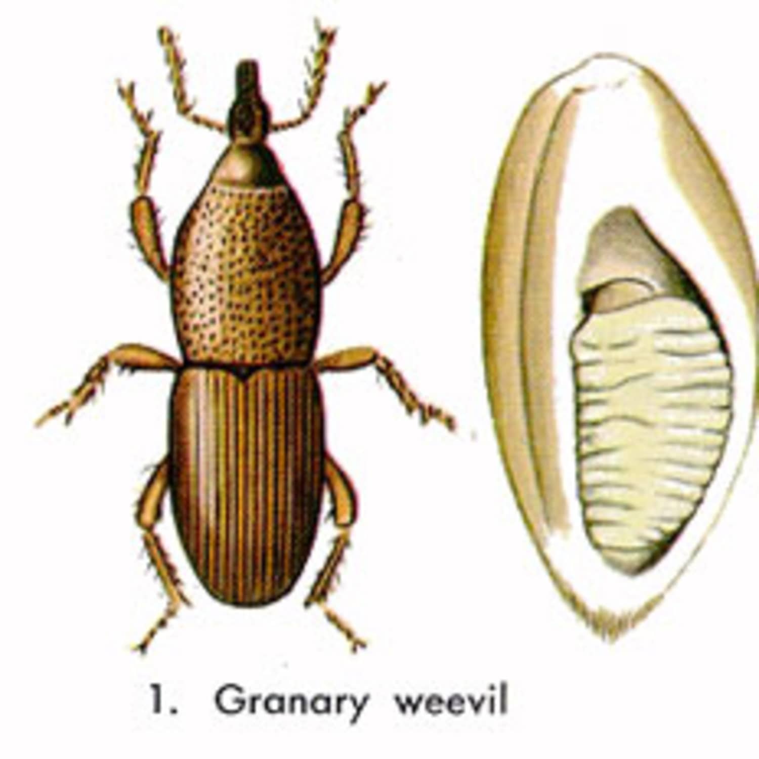 How To Prevent Get Rid Of Grain Weevils Kitchn