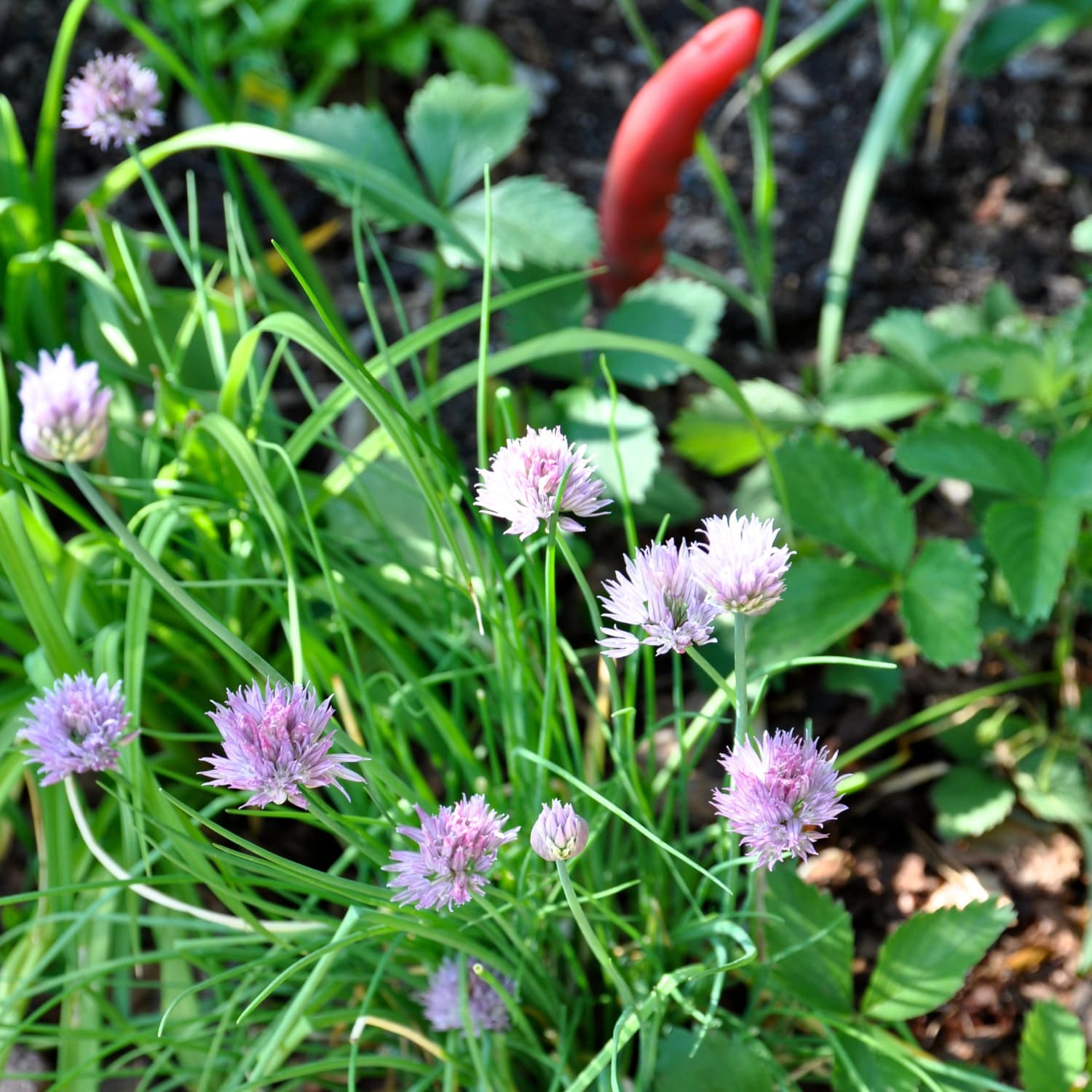 Everything You Need To Know About Growing Chives Kitchn - 