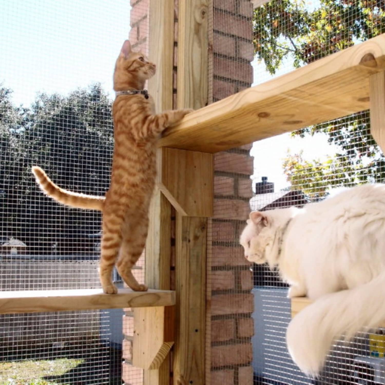 Diy Catio For Apartment Balcony