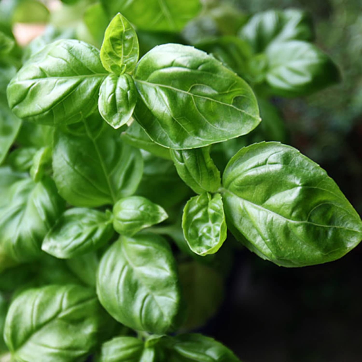 basil leaf in malay