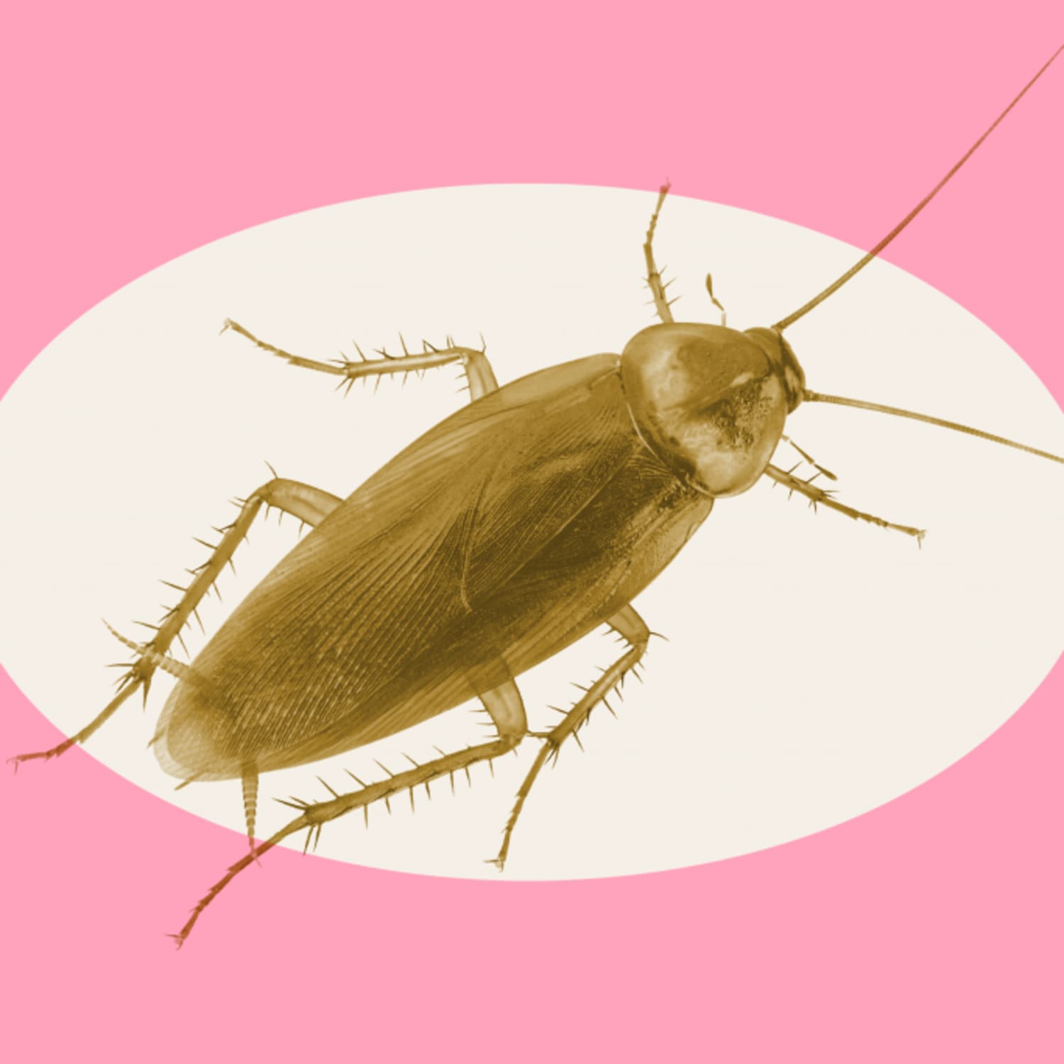 4 Natural Roach Repellent DIYs Get Rid of Roaches Naturally