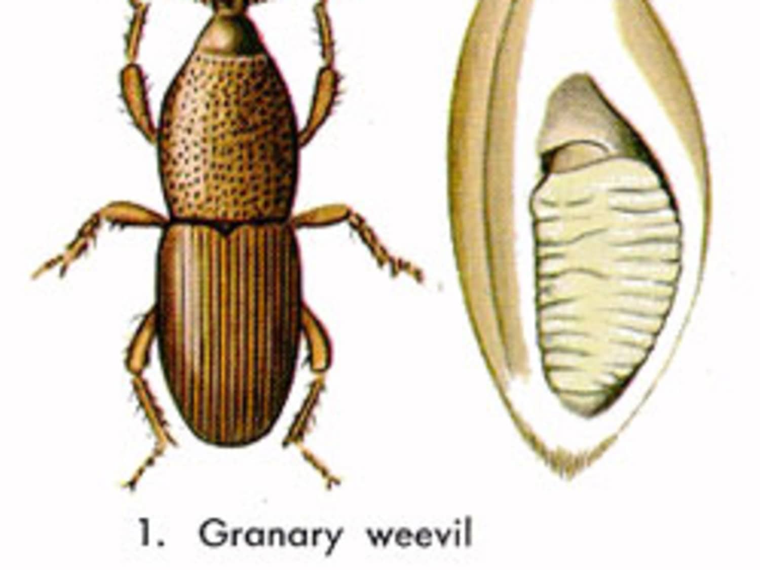 How To Prevent Get Rid Of Grain Weevils Kitchn