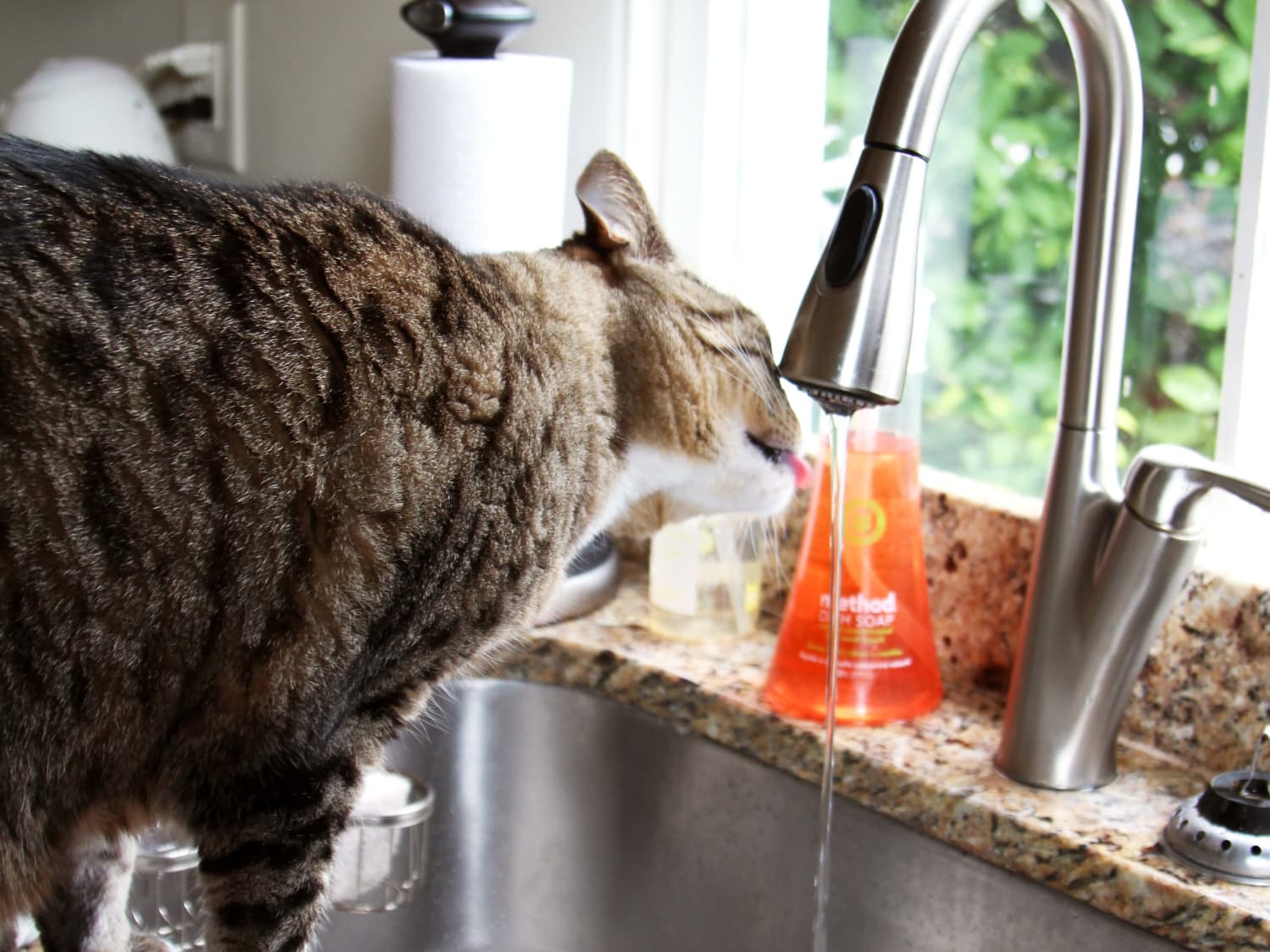 6 Weird Things My Cat Does In The Kitchen As Explained By My Cat