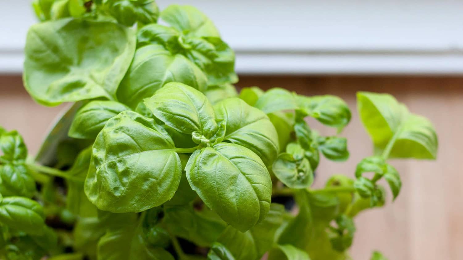 How to Chiffonade Fresh Basil Leaves-image