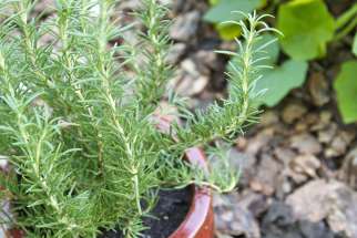 4 Ways to Preserve Fresh Rosemary | Kitchn