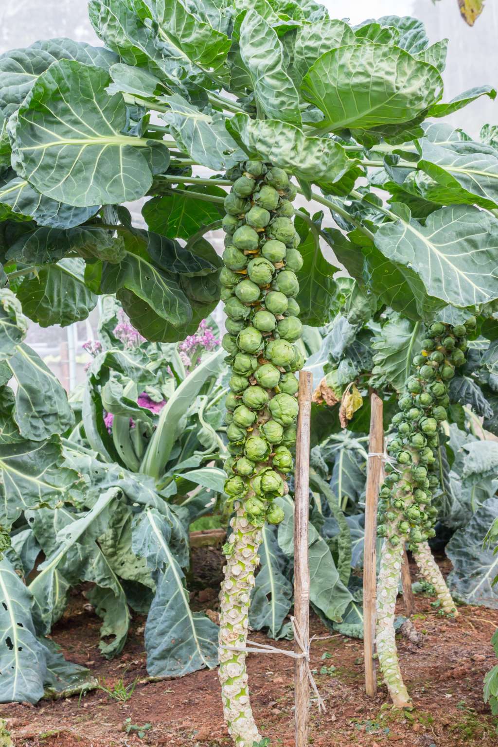 Do You Know How Brussels Sprouts Grow? Kitchn