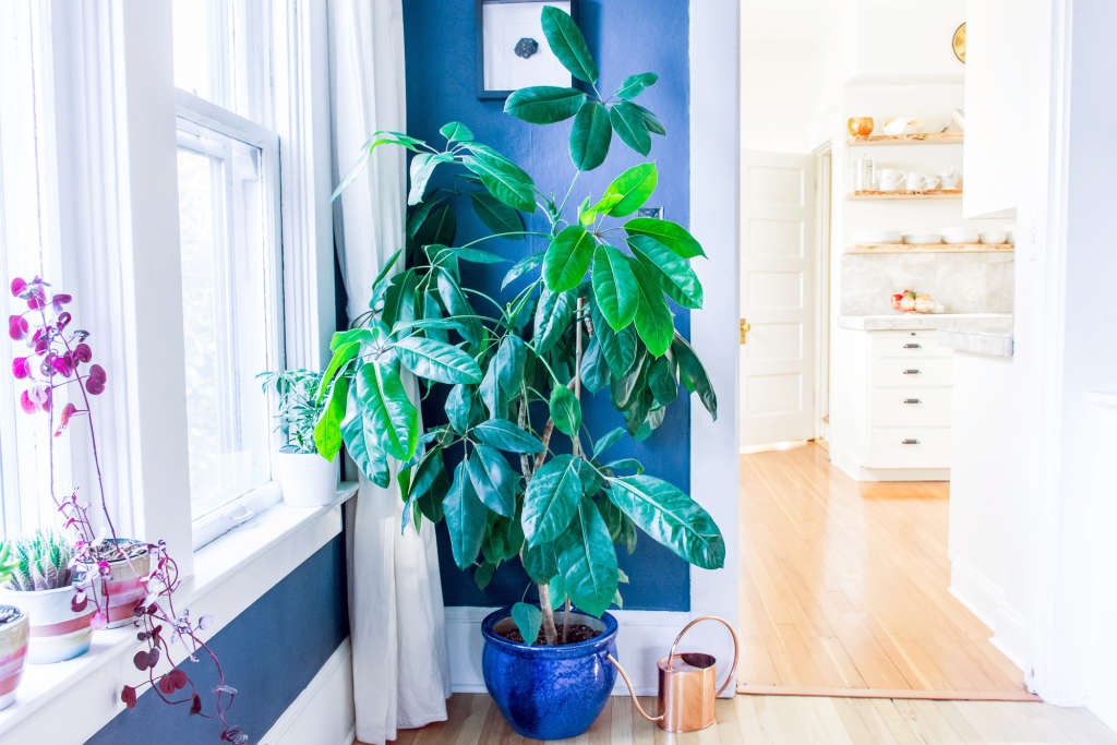 Umbrella Plants Our Best Tips for Growing and Care Apartment Therapy