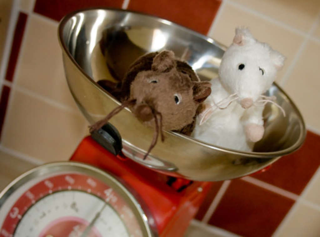 Mice In the Kitchen! How Have You Dealt With Mice? | Kitchn