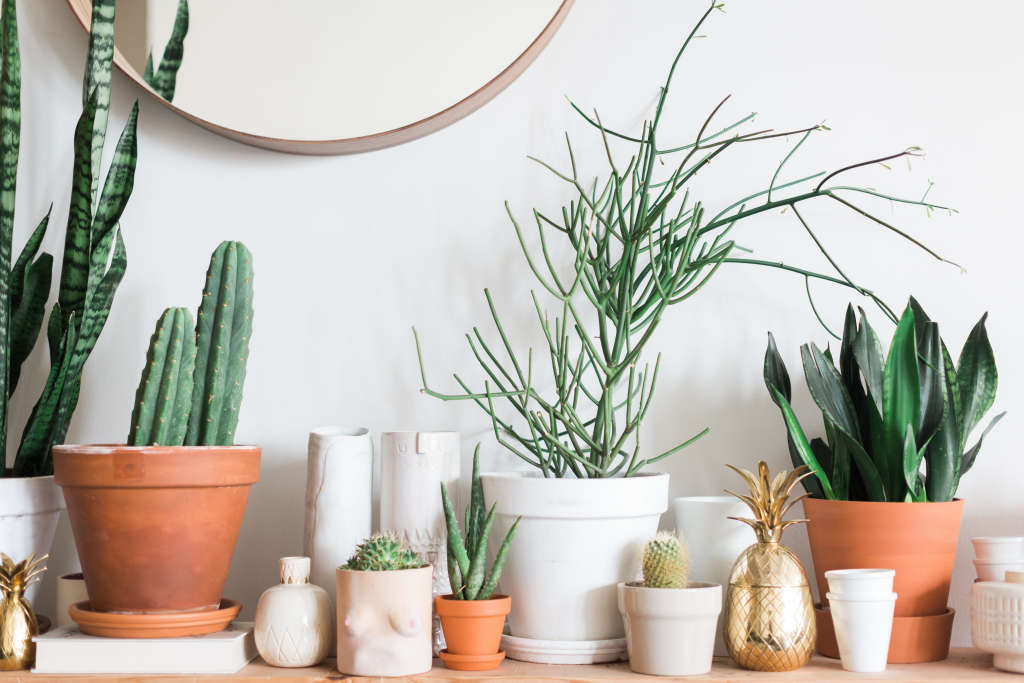 How to Celebrate National Houseplant Appreciation Day