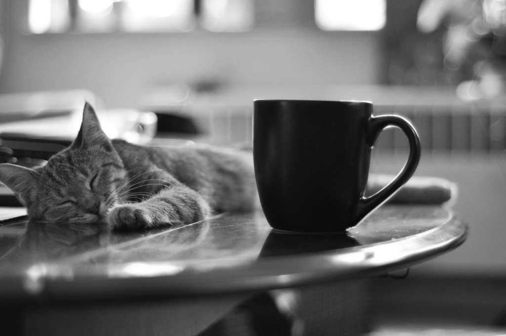What s the Deal with Cat Cafes Kitchn What s the Deal with Cat Cafes Kitchn