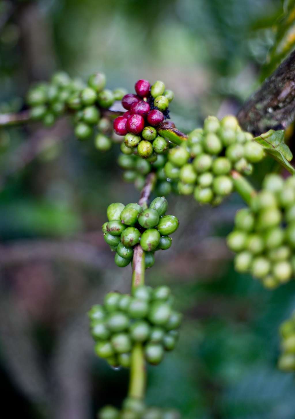 How Coffee Is Grown at the Me Linh Coffee Garden in