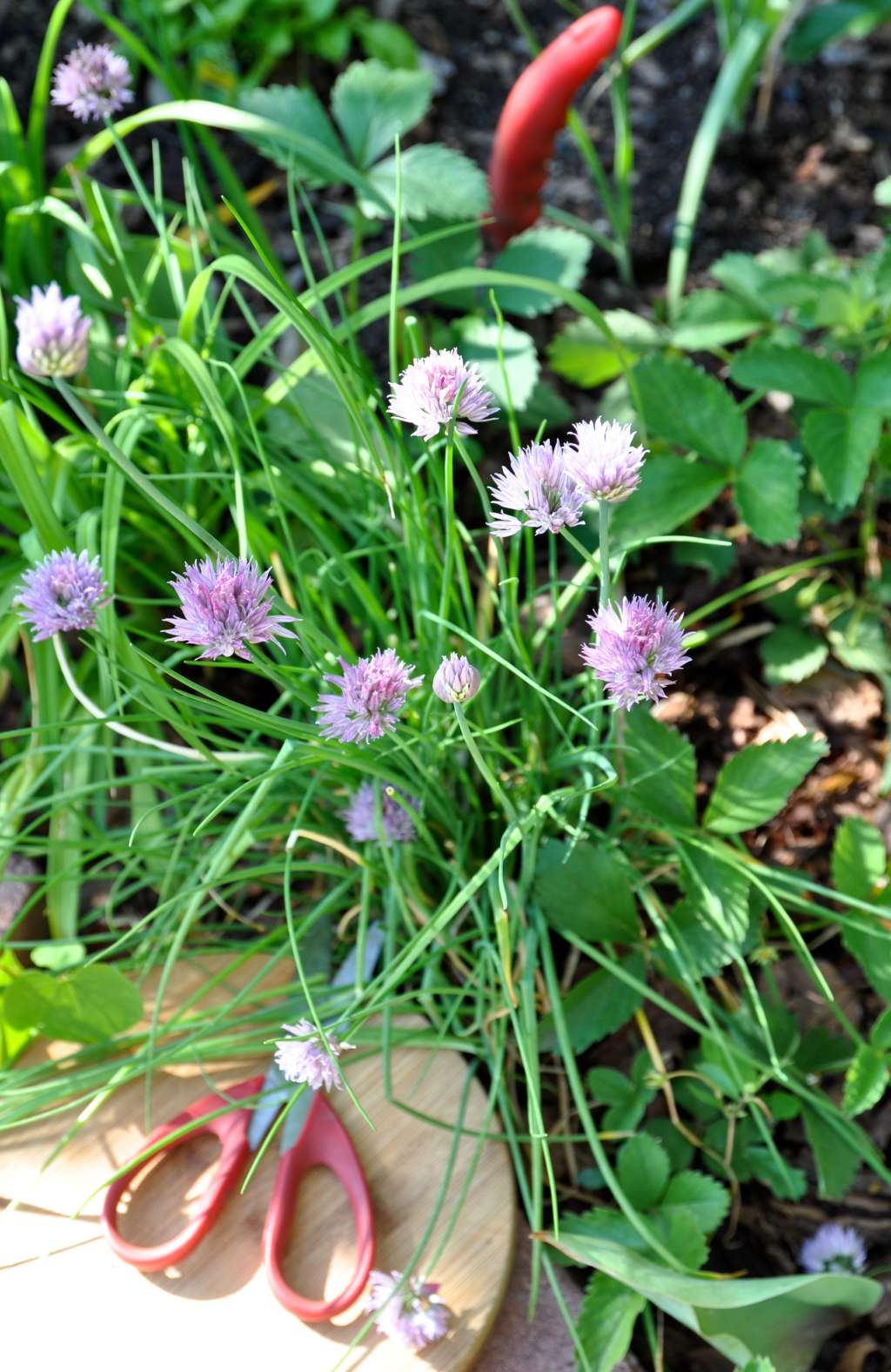 Everything You Need to Know About Growing Chives | Kitchn