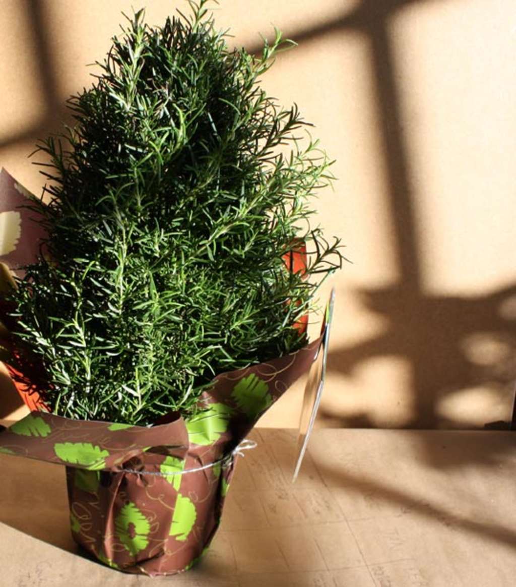 Whole Foods Christmas Trees 2022 Look! Rosemary Trees At Whole Foods Kitchn