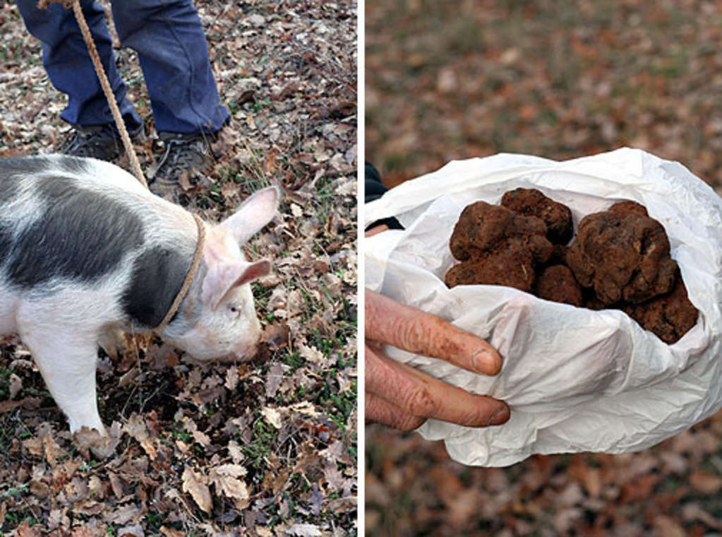 From David Lebovitz Truffle Pigs and French Markets Kitchn