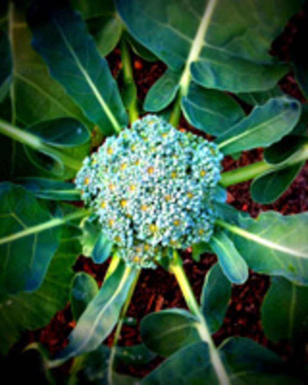 Can I Cook (and Eat) Broccoli Leaves? | Kitchn