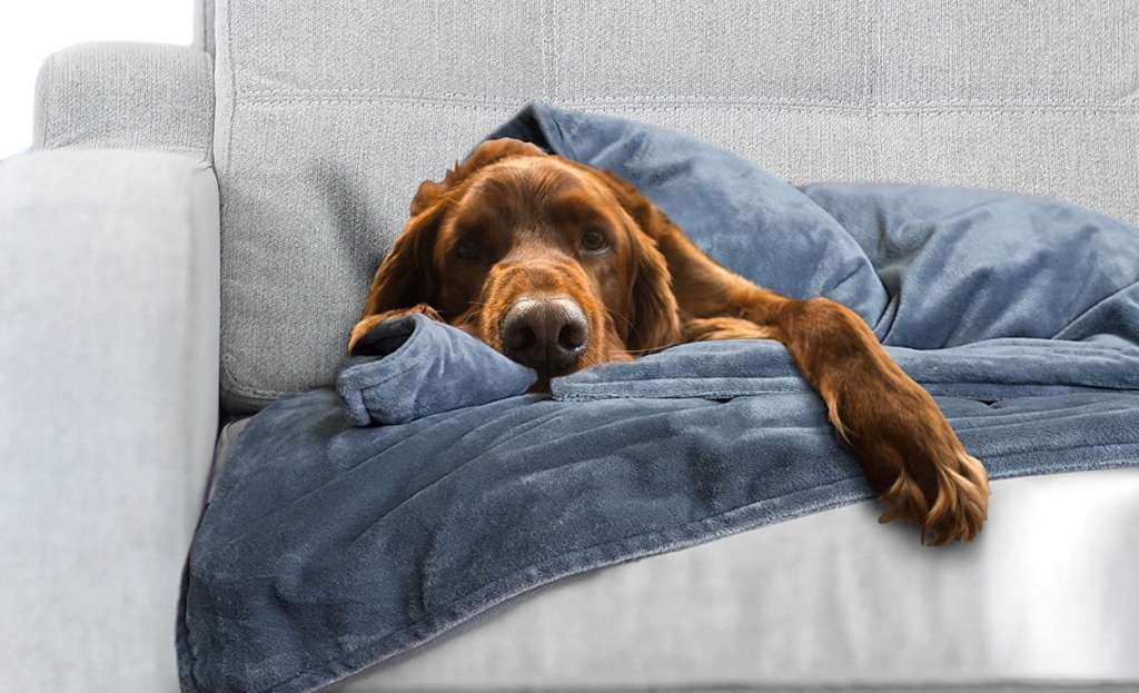You Can Now Get A Weighted Blanket For Your Anxious Dog