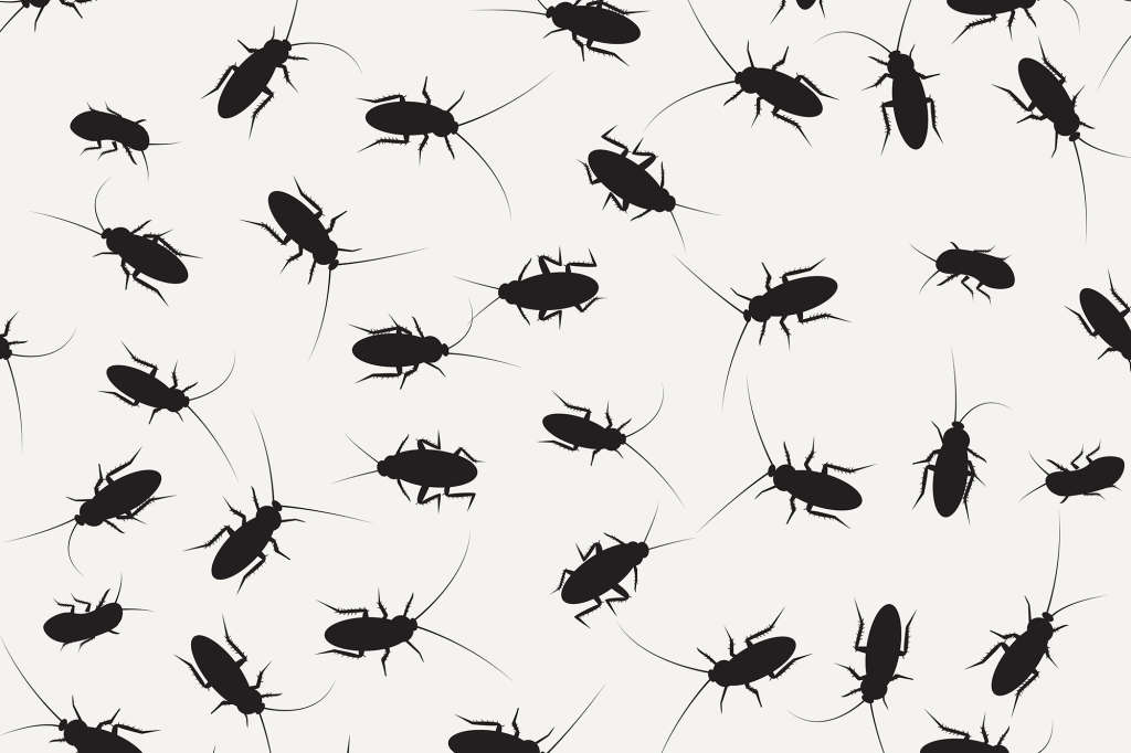 3 NonToxic Tips for Ridding Your Home of Roaches