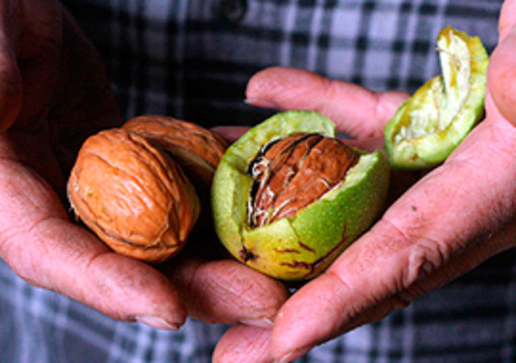 What Are Some Fun Recipe Ideas Using Black Walnuts Kitchn