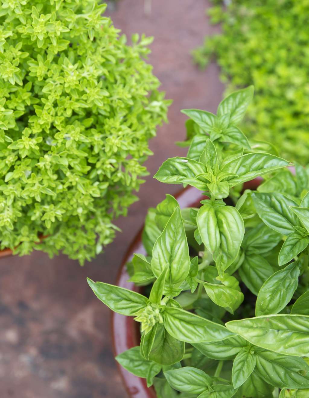 Growing Basil Tips Container Herb Garden Kitchn
