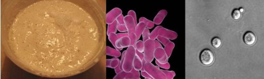 Food Science: What is Sourdough? | Kitchn