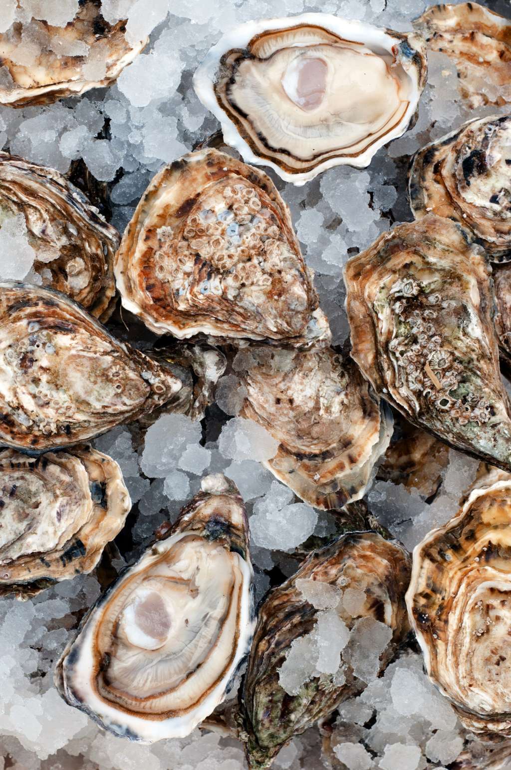 Myth Busting What Time of Year Is It Safe to Eat Oysters? Kitchn
