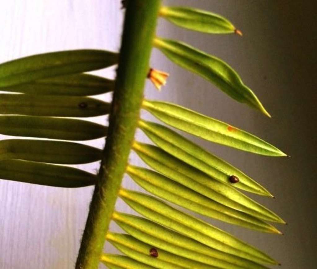 The Battle of the Bugs: How To Prevent & Get Rid of Pests ...