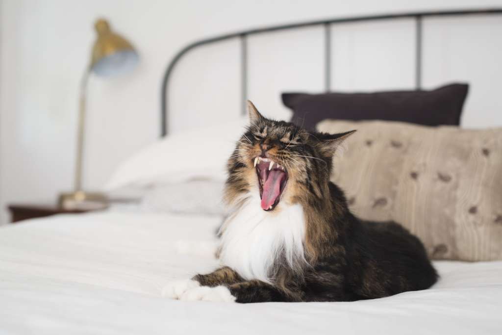 How to Make a Small Apartment More Fun for a Cat ...