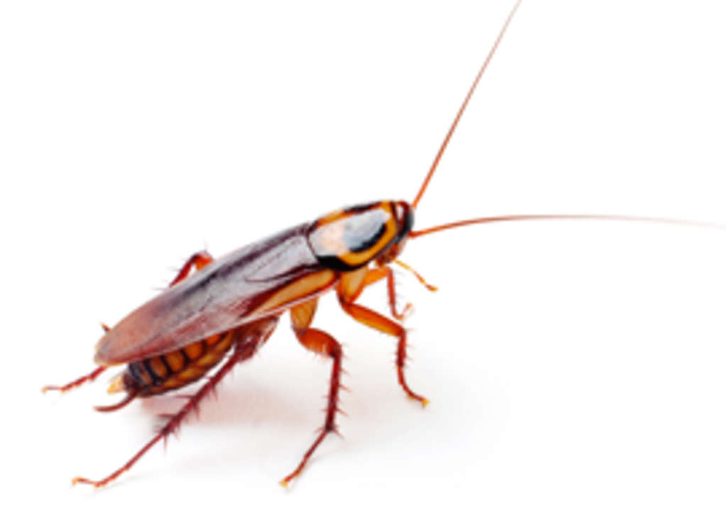 How Can I Get Rid of Cockroaches? Kitchn