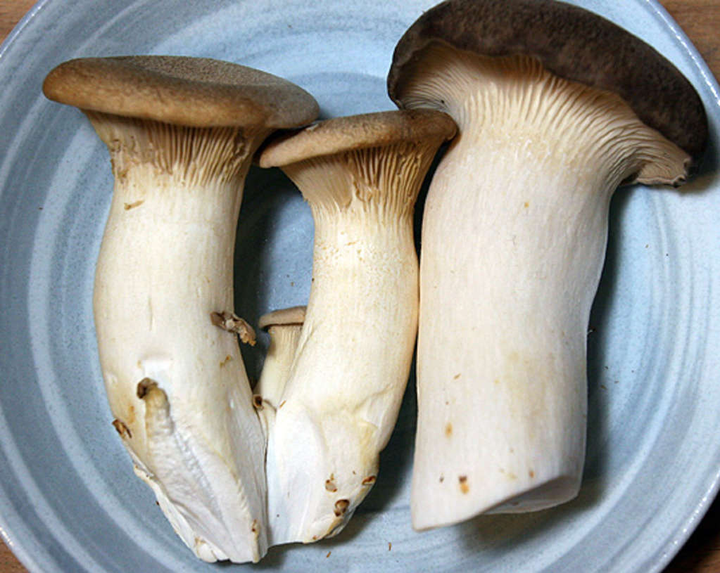 Ingredient Spotlight King Trumpet Mushrooms Kitchn