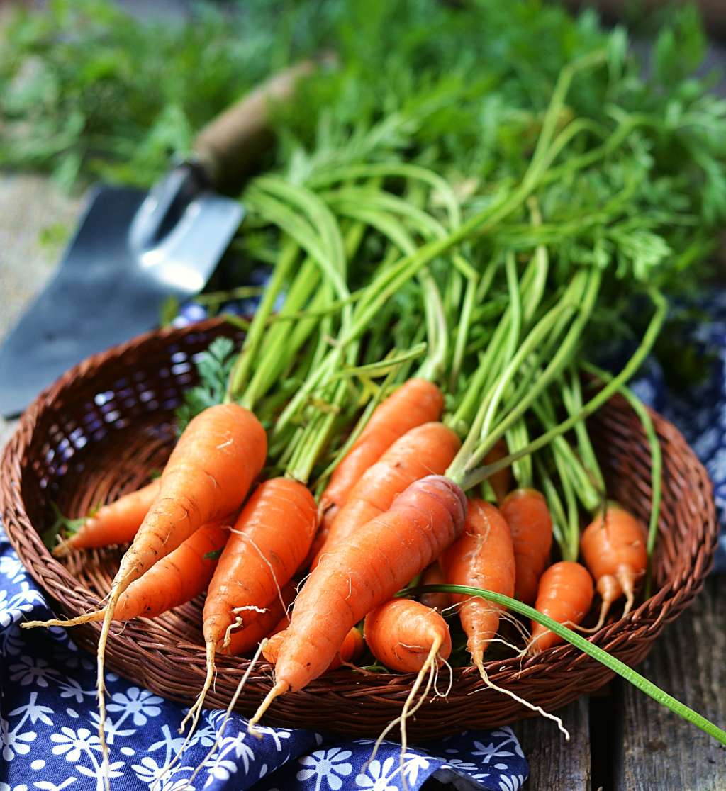 This Is Why Some Carrots Taste Soapy | Kitchn