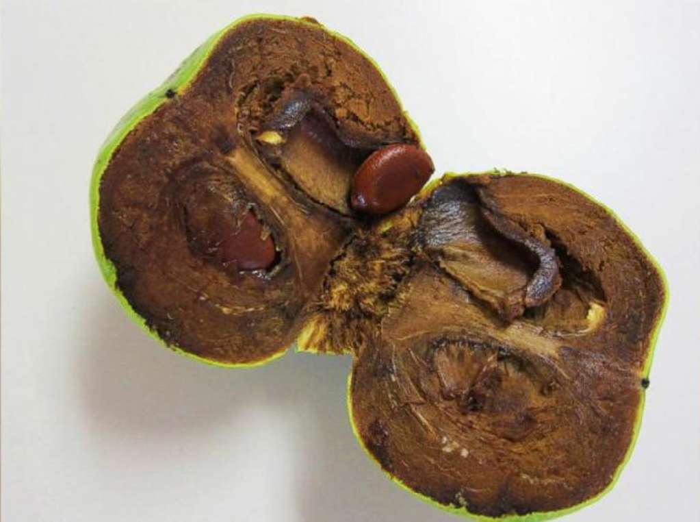 There's a Fruit That Tastes Like Chocolate Pudding Kitchn