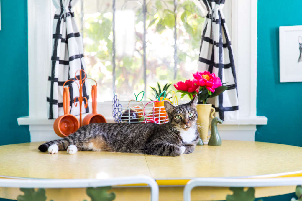 Jackson Galaxy on Keeping Your Cats Off the Counters | Kitchn