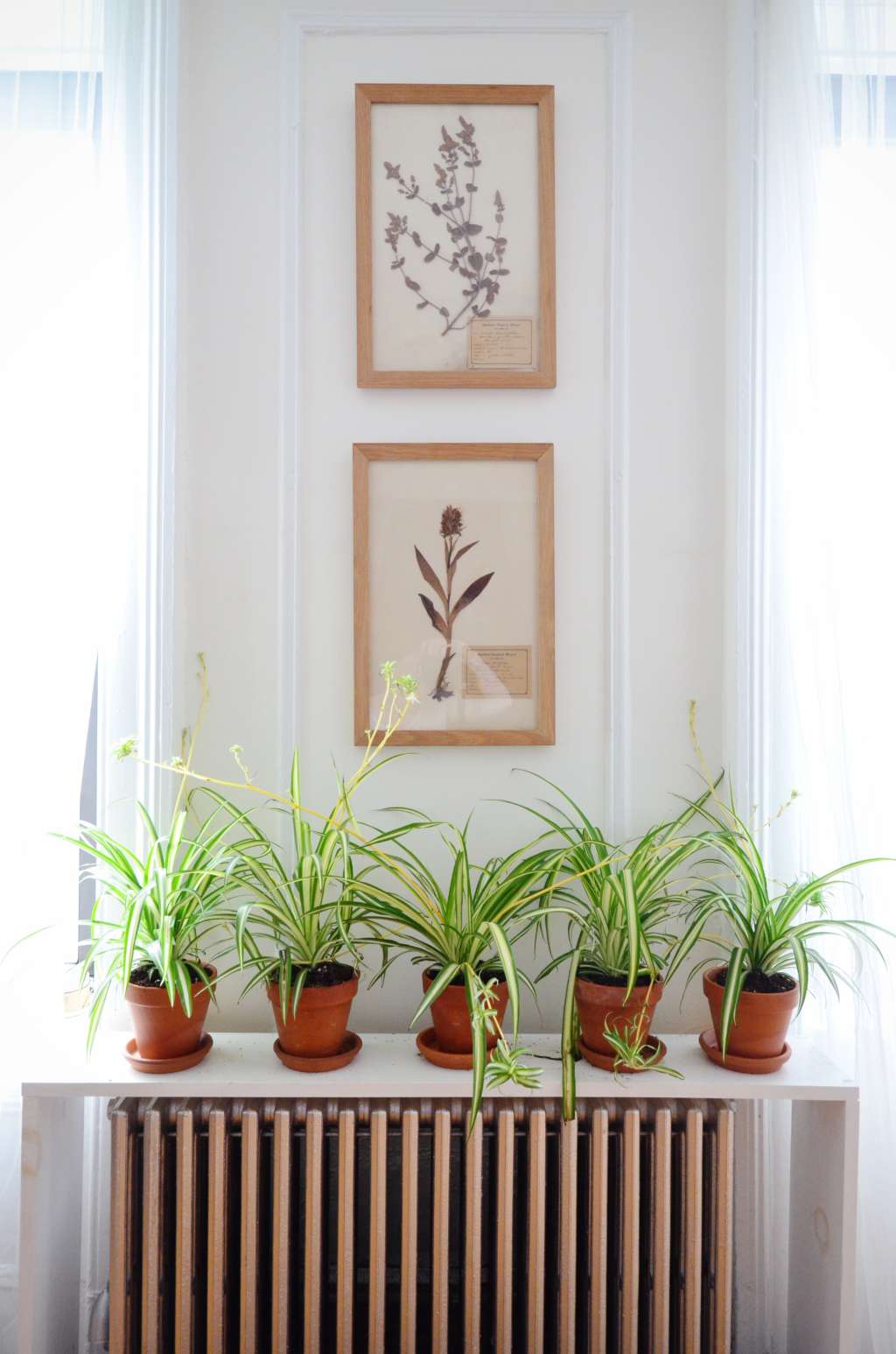 5 Hard To Kill Houseplants For Apartments With Low Light
