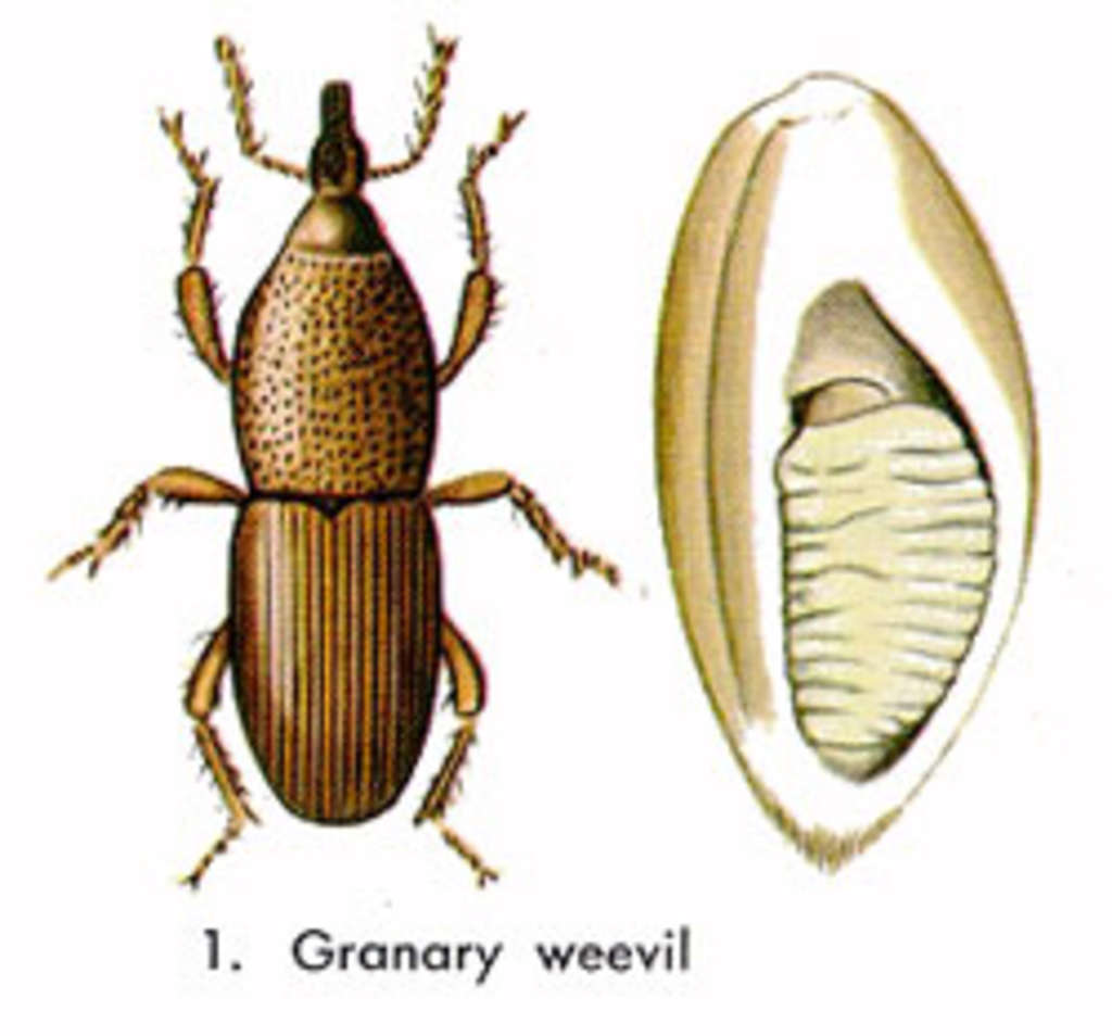 How To Prevent & Get Rid Of Grain Weevils | Kitchn