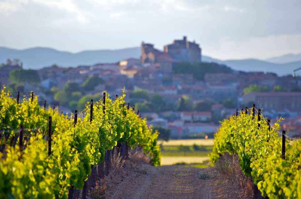 Why I Love the Wines of France’s Languedoc Region Kitchn