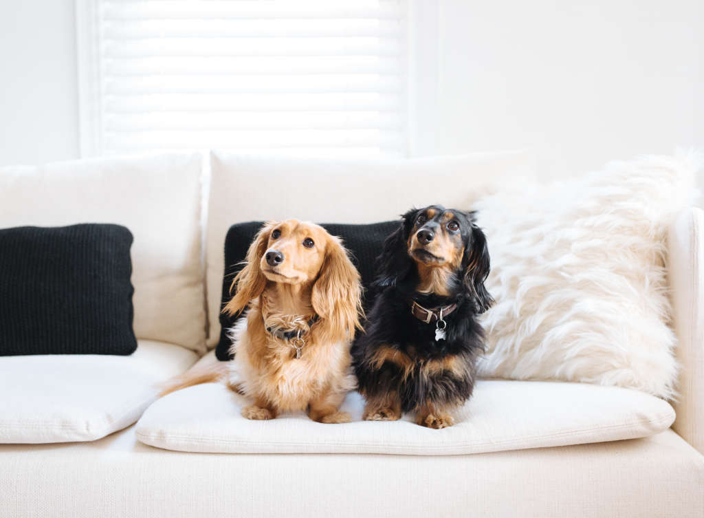 Best Upholstery Fabrics for Cat & Dog Owners | Apartment ...
